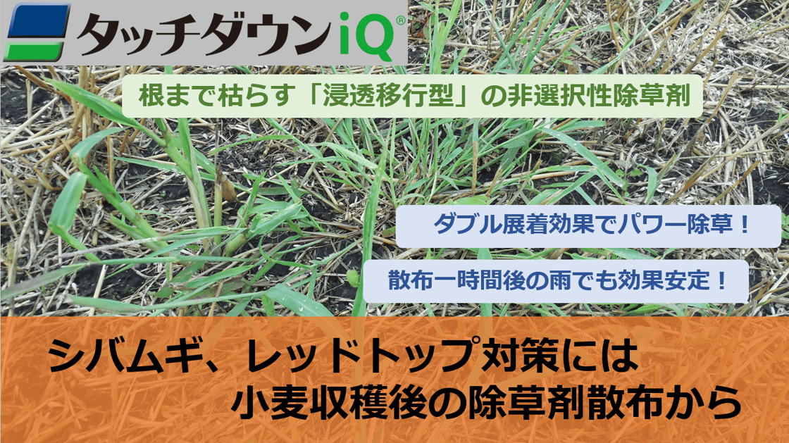 シバムギ_サムネイル